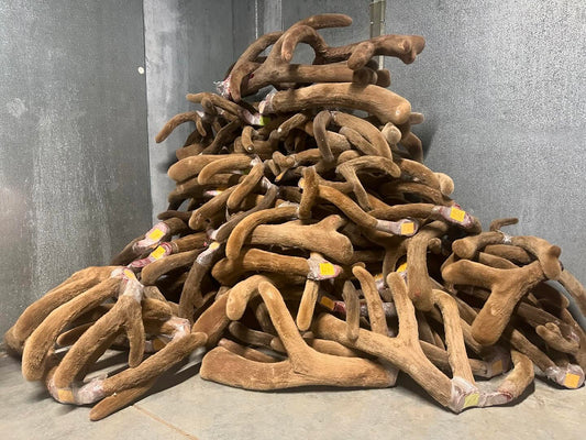 Velvet Antler: Nature’s Ancient Supplement for Modern Wellness