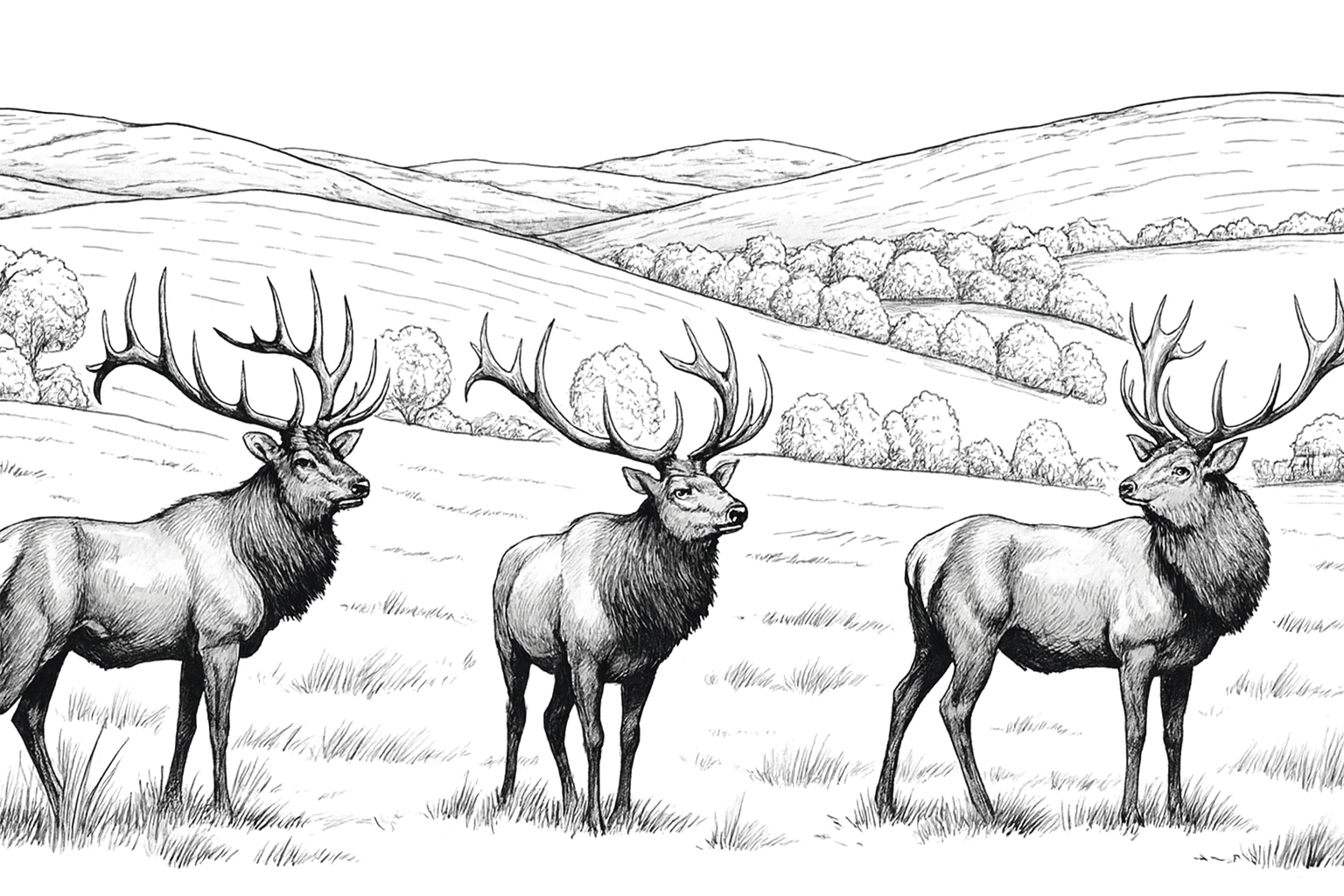 Black and white illustration of three elk standing in a field with hills in the background.
