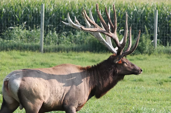 Elk with large antlers standing in a grassy field