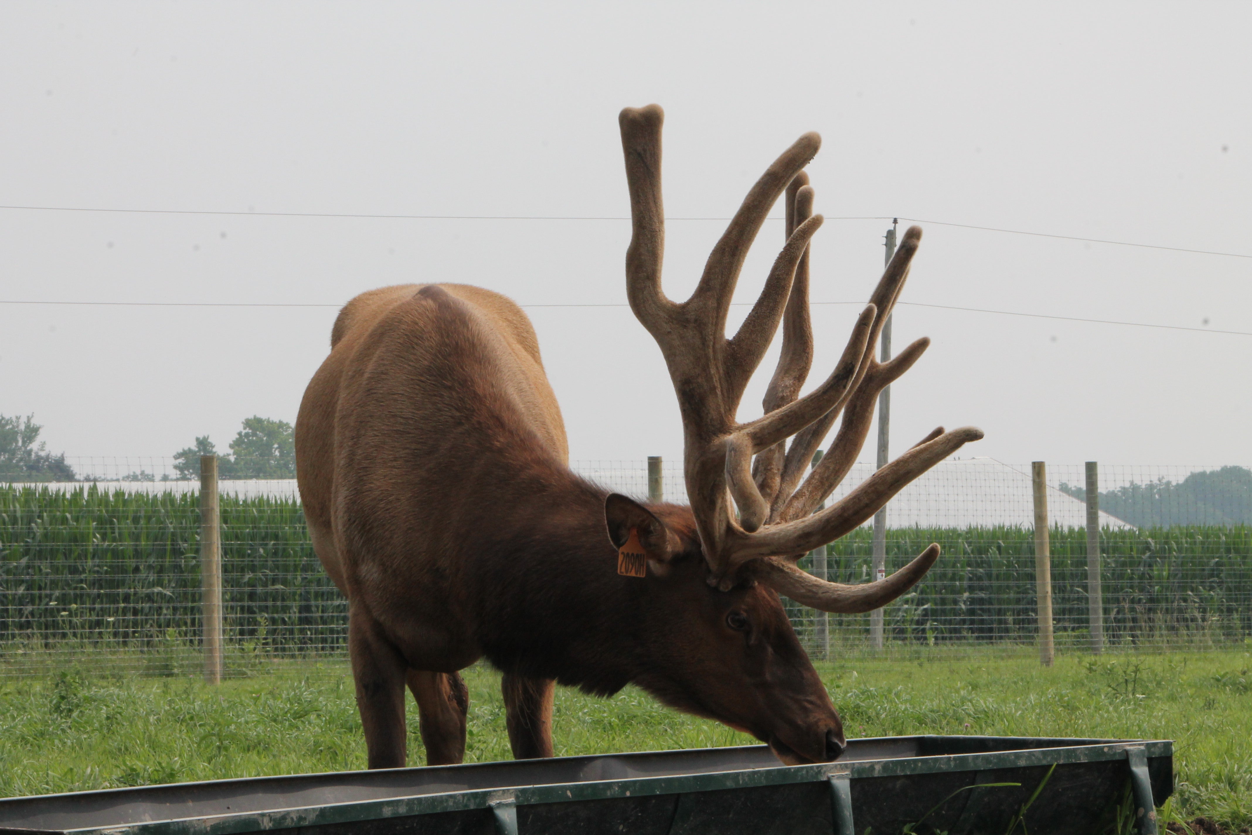Elk with large antlers drinking from a water trough in a grassy field.