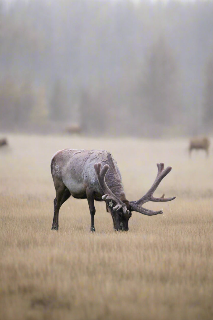 Elk in a grassy field with trees in the background