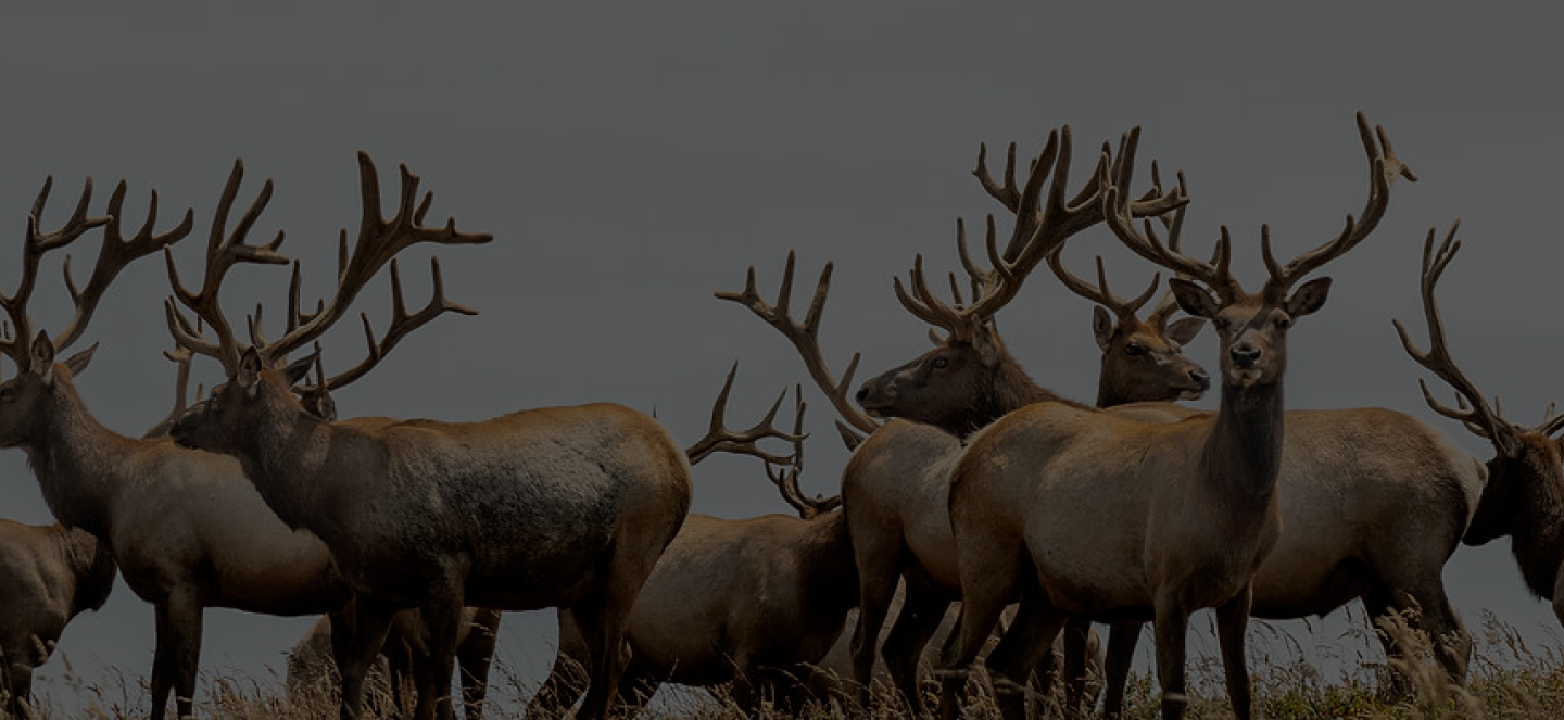 Group of elk with large antlers standing in a field