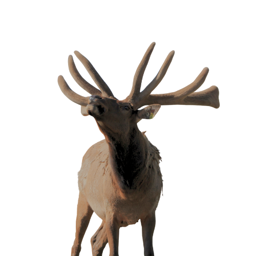 Elk with large antlers on a white background