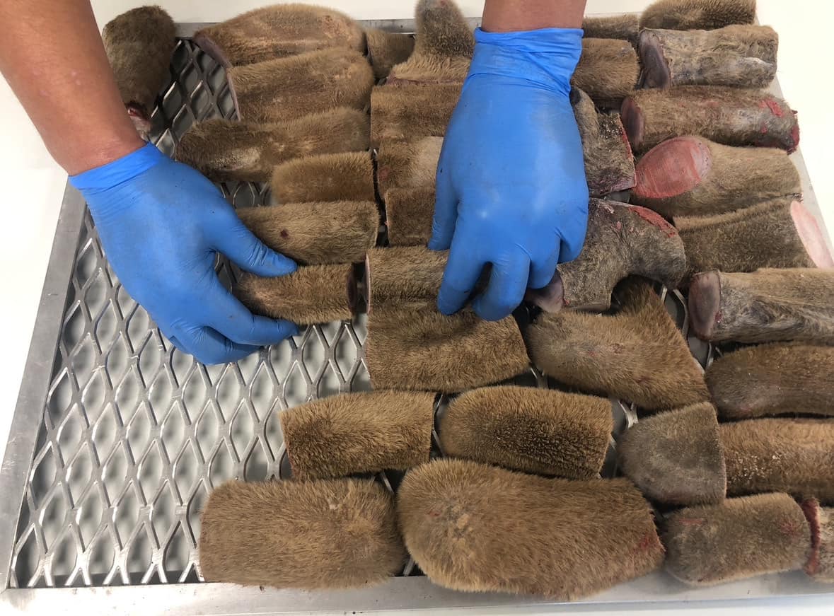 Person wearing blue gloves arranging freeze dried antler pieces on a metal surface.