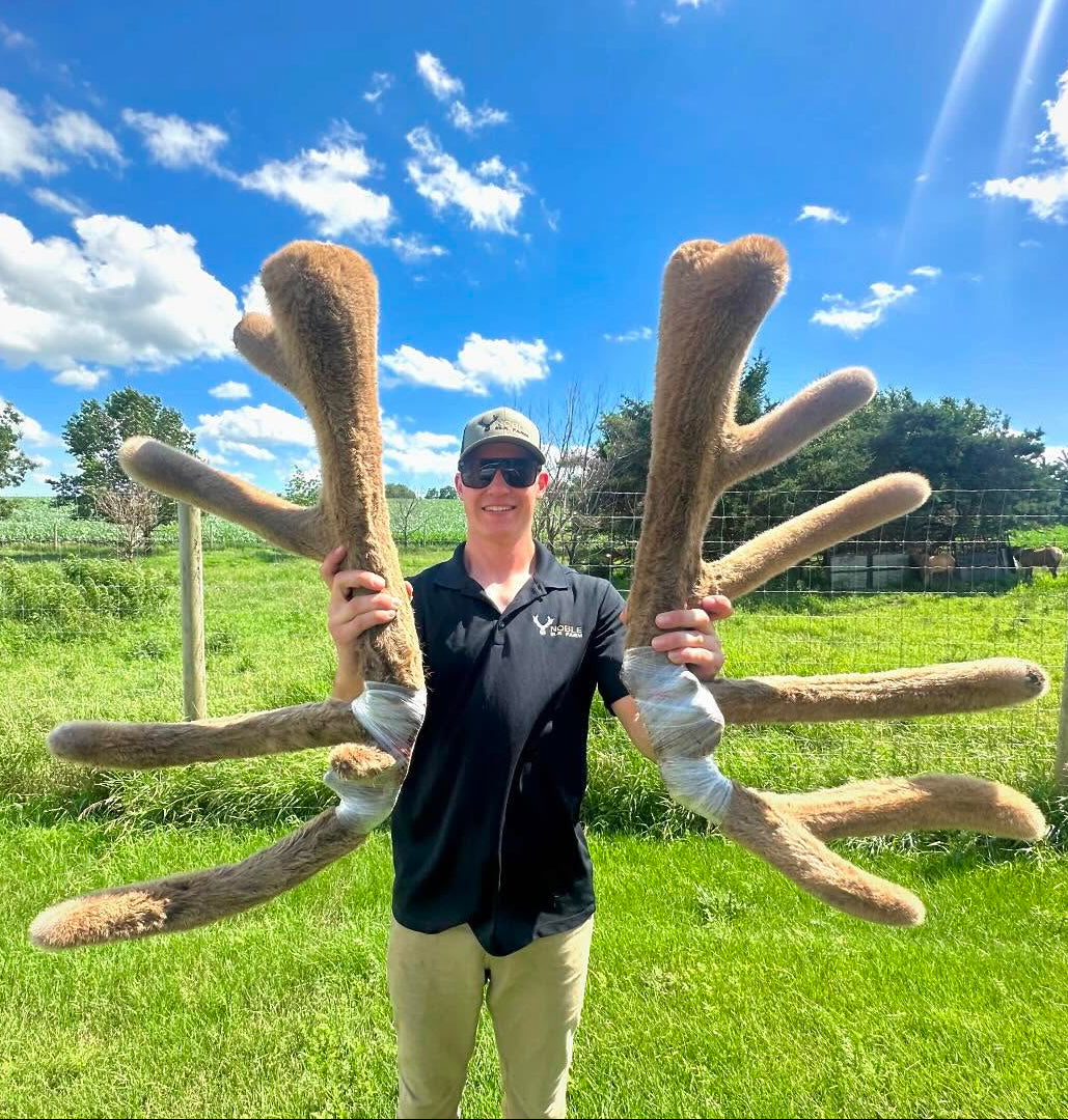 Man holding large antlers in a grassy field with a blue sky.