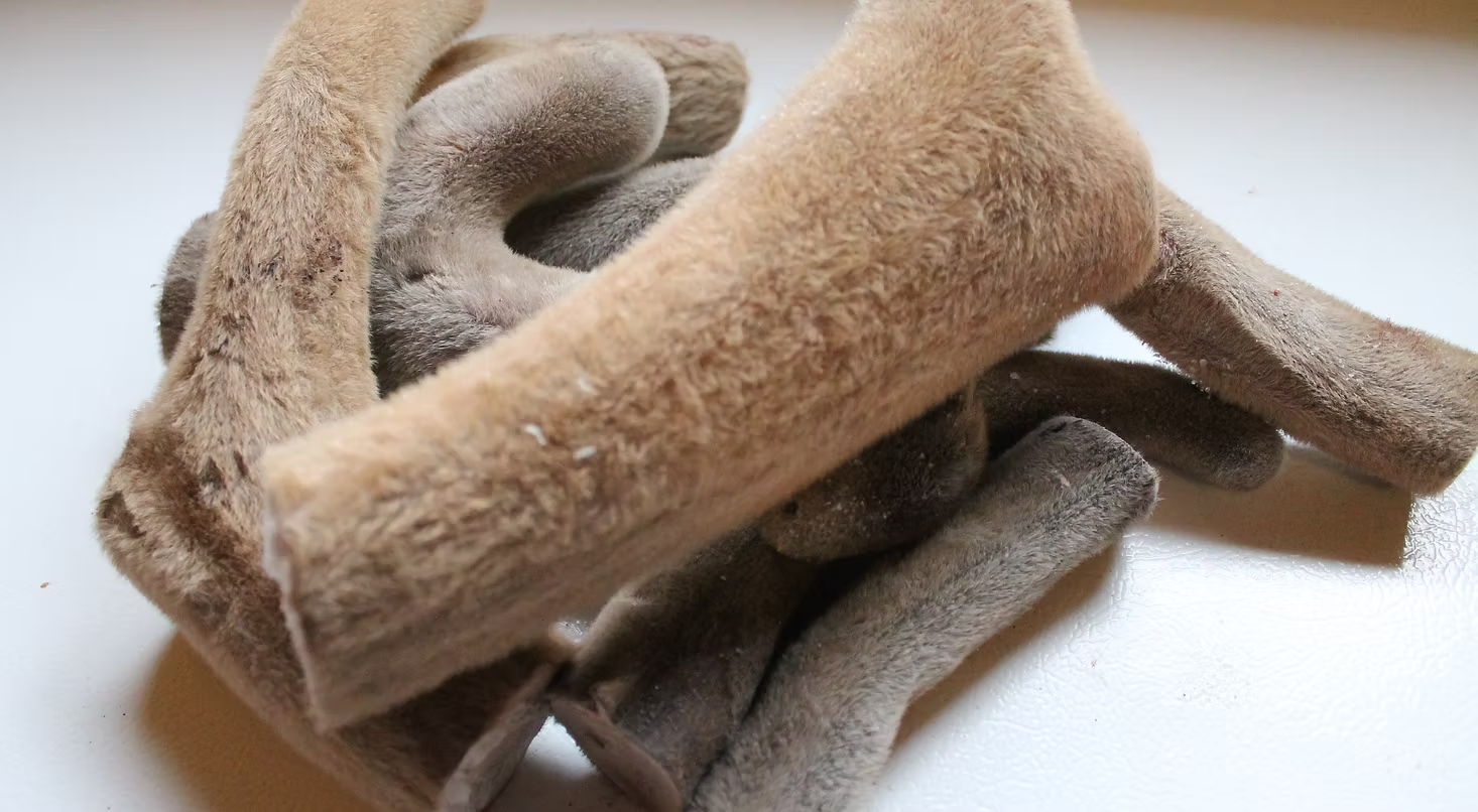 Stack of raw velvet antler pieces