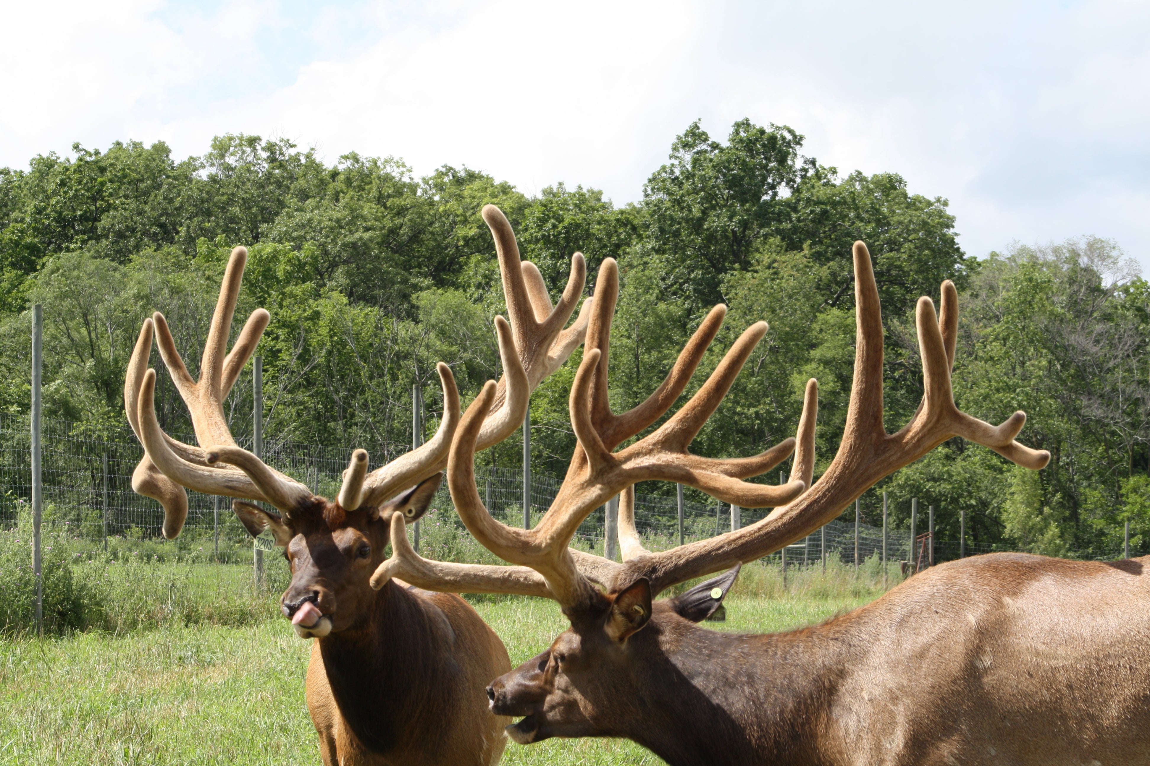 Two large elk with prominent antlers standing in a grassy field with trees in the background.