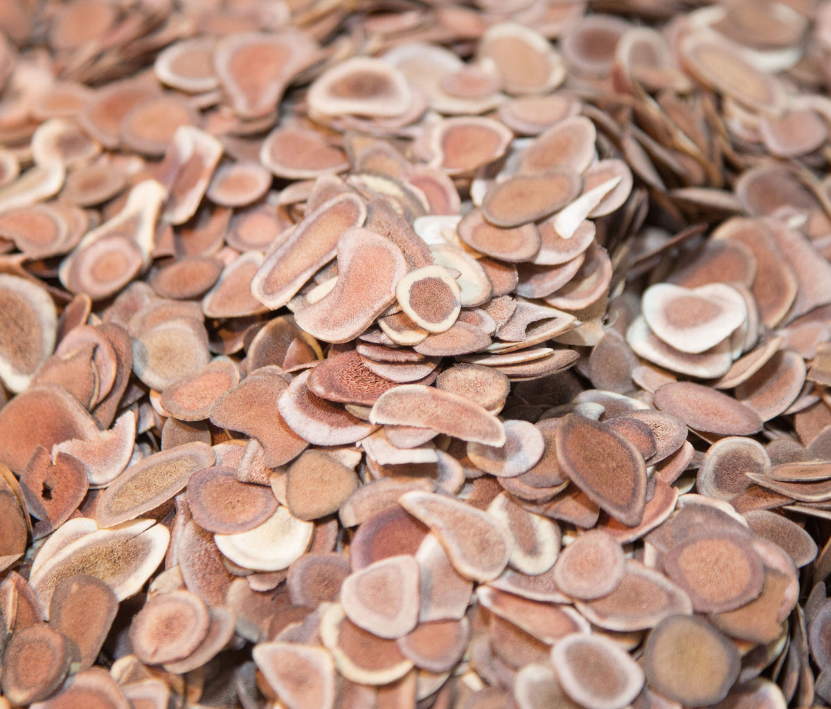 Close-up of a pile of small, round, velvet antler slices.