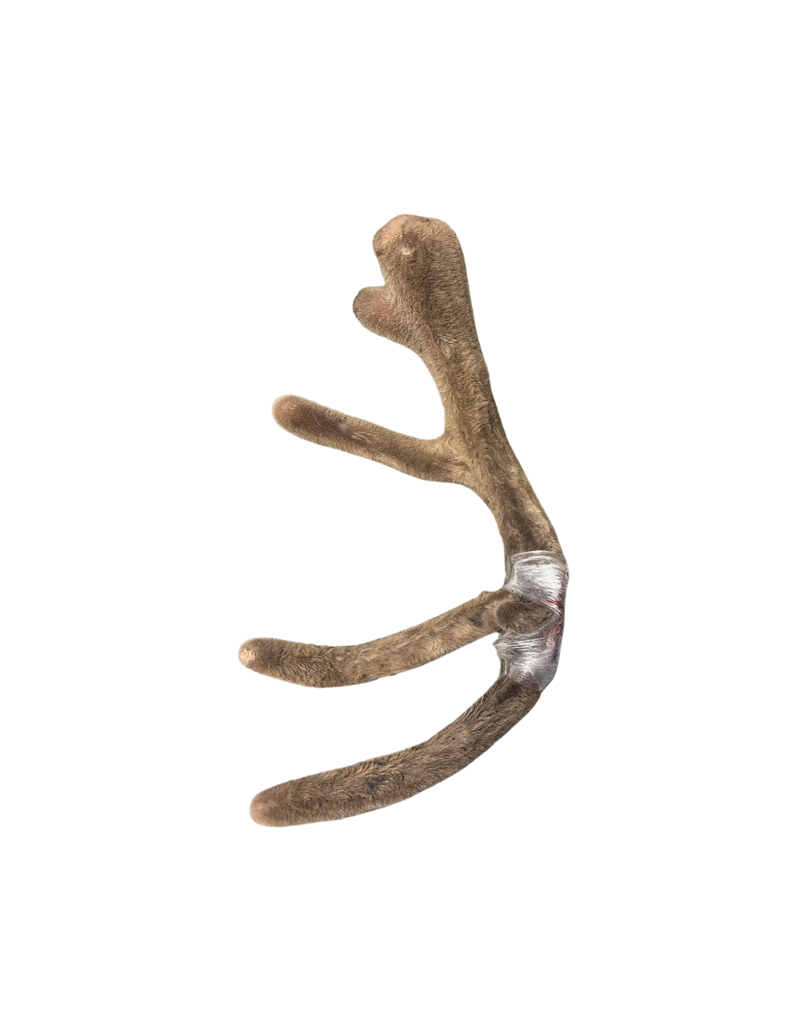 Single elk antler on a white background
